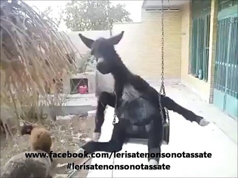 L'altalena per grandi, piccini e non solo...