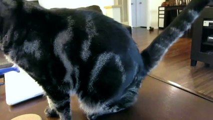 Cat Twerking!!