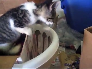 Stop Animal Abuse (Story of a Kitten)