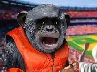 Funny Monkey Video?syndication=228326
