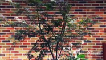 Landscaping with Trees and Shrubs: Types and Planting