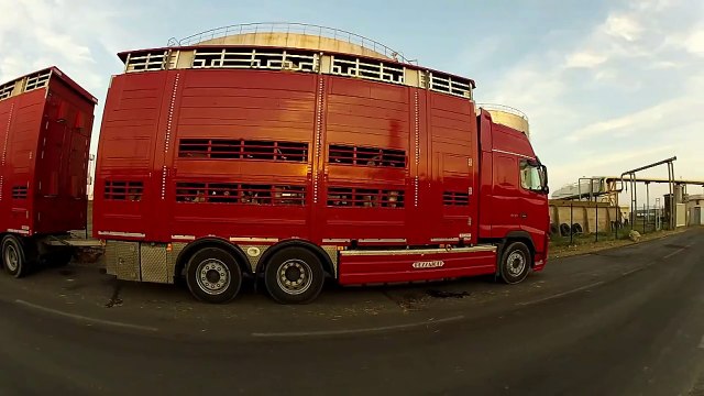 Auroch France négoce de bétail chargement d'un bateau avec 2500 bovins