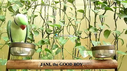 Beautiful Talking Parrot