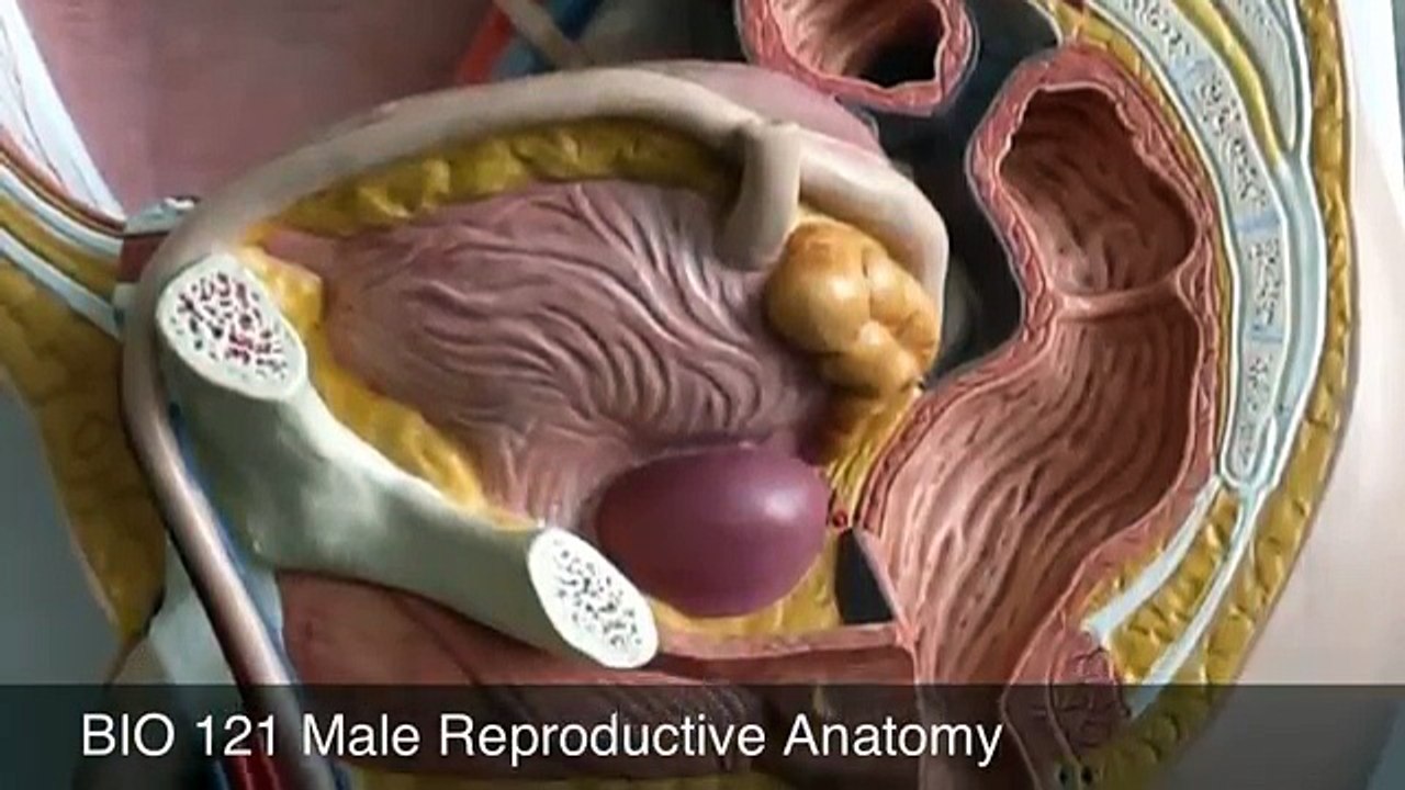 Male Reproductive Anatomy Review