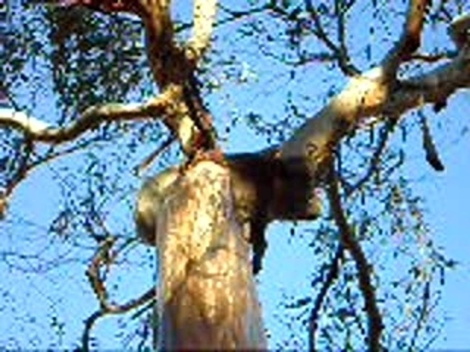 couillu, le koala warrior