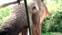 Shocking Moment Elephant Attacks Tourists In Sri Lanka
