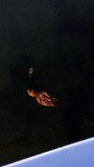 A crab is hunted and eaten by octopus