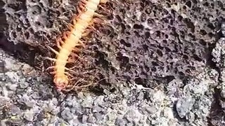 Thousands of ants captured a millipede