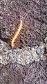 Thousands of ants captured a millipede