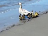 Baby ducklings learn to swim