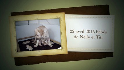 Labradors du bois des lilas
