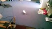 Guinea Pig doing Tricks, Jumping and Following me around the house.