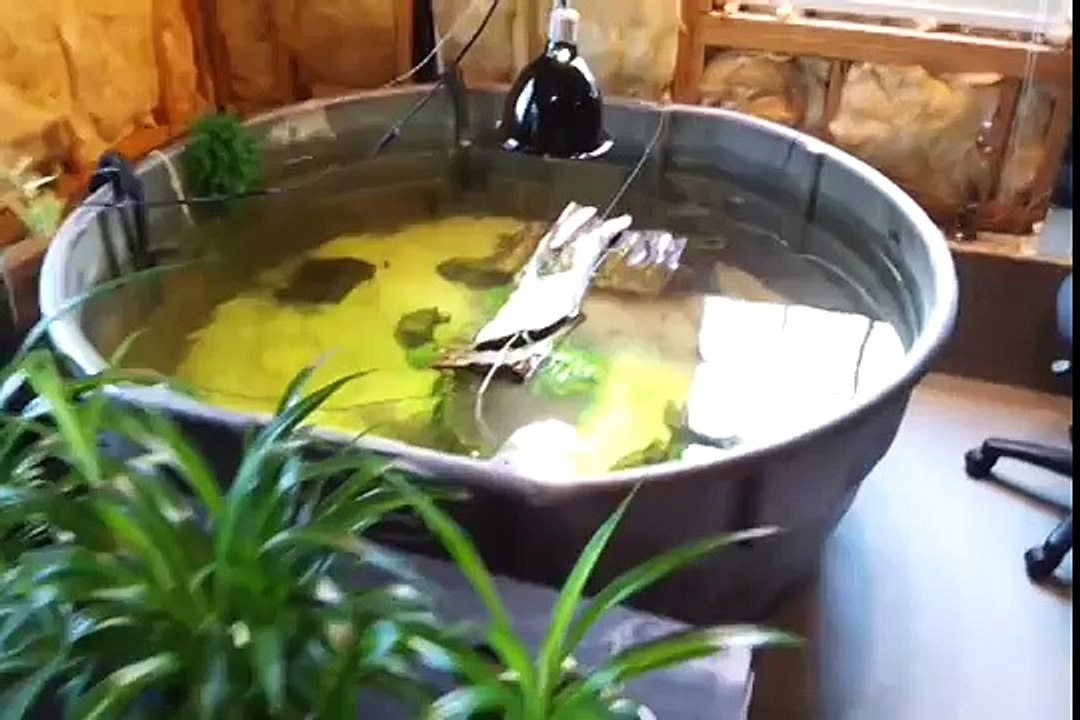 15 How To 300 Gallon Rubbermaid Stocktank Turtles Setup video