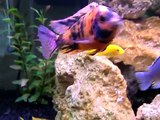 75 Gallon - Mixed African Cichlid Aquarium