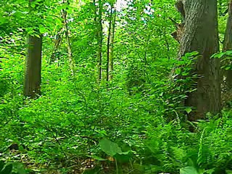 Amazon Rainforest Relaxation Video