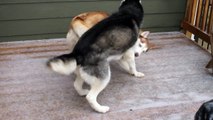 Epic Battle Between Mishka the Talking Husky and Laika!