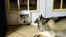 Funny Siberian Husky Video - Siberian Husky dogs playing