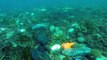 Un plongeur filme la pollution des fonds marins de Cannes
