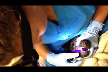 Anesthesia-Free Teeth Cleaning for Dogs