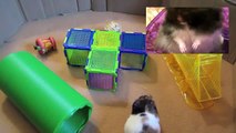 The 5 Domesticated Hamster Species