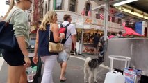 Mishka the Talking Husky Goes to a Street Fair in NYC!