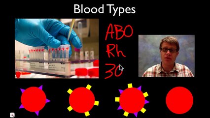 Understanding Blood Types 🩸