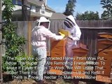 Beekeeping: Harvesting & Extracting 108 lbs of Raw Organic Honey