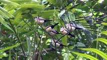 6 double-barred finches feeding(Taeniopygia bichenovii)