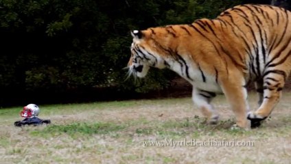 Tiger Predicts the Super Bowl 2015 Winner - MUST SEE
