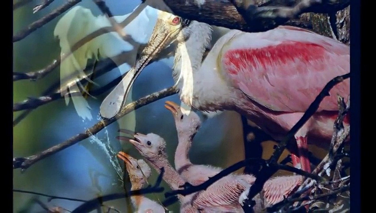 Wading and Shore Birds - Wildlife Nature Photography