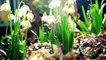 Amazing Nature Plants Growing Blooming Flower TimeLapse (Slow Motion)
