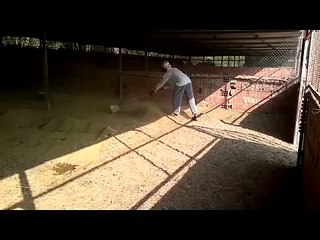 ألة تنظيف حظائر الاغنام