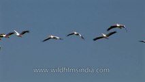 Large flying flock of Great White Pelicans from Gujarat L30 42