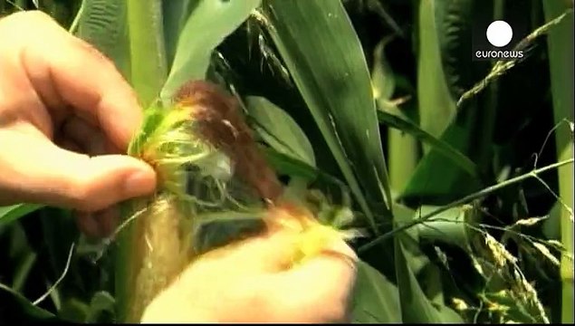 Importations d'OGM: la Commission propose une solution à la carte