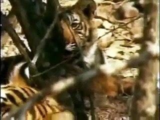 Tigress Machli fights male tiger to protect her cubs !