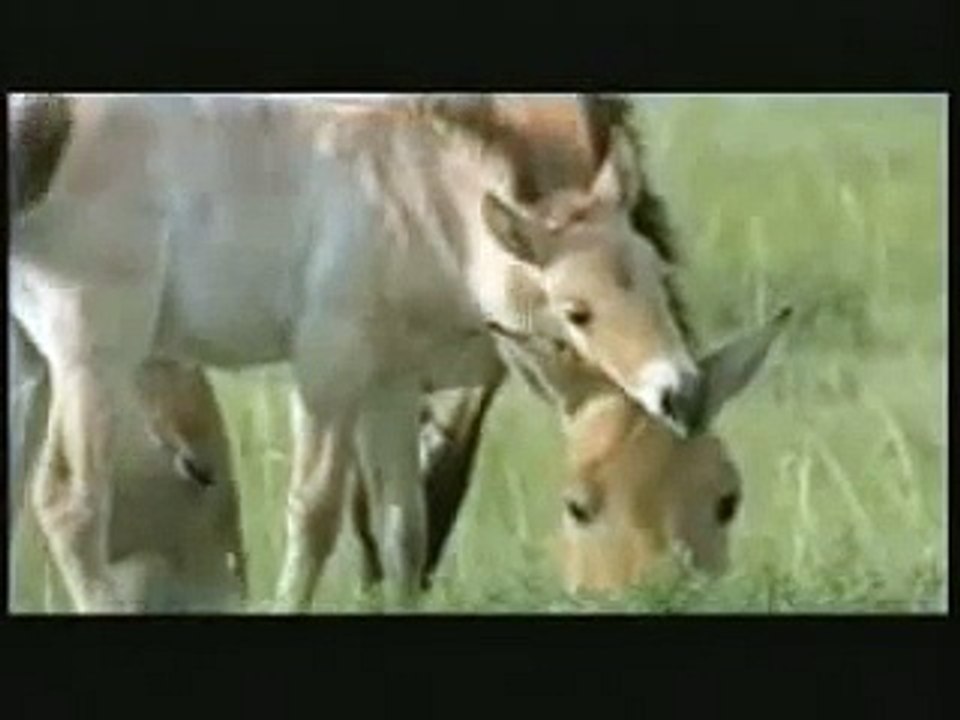 Mongolian Wild Horse
