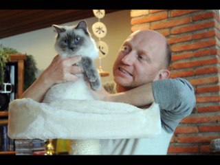 Présentation des bébés ragdolls d'Hysaline (03-03-2015)