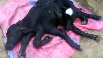 "..Allah K Krishma Cow Twin Baby.." - Adnan Ali Abbas