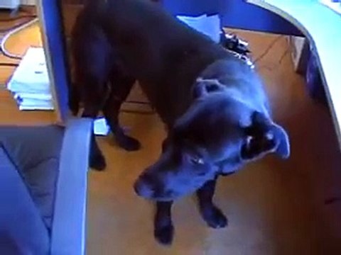 Great Dane German Shepherd cross