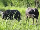 The Buffaloes : My Lovely Neighbors