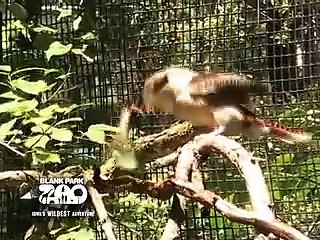 The Laughing Kookaburra