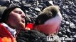 Baby Penguin Meets Human for the First Time