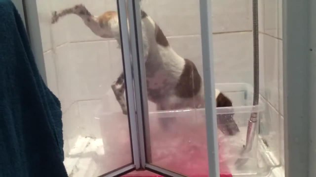 Песик душ принимает