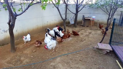 Organik doğal bahçe yumurtası