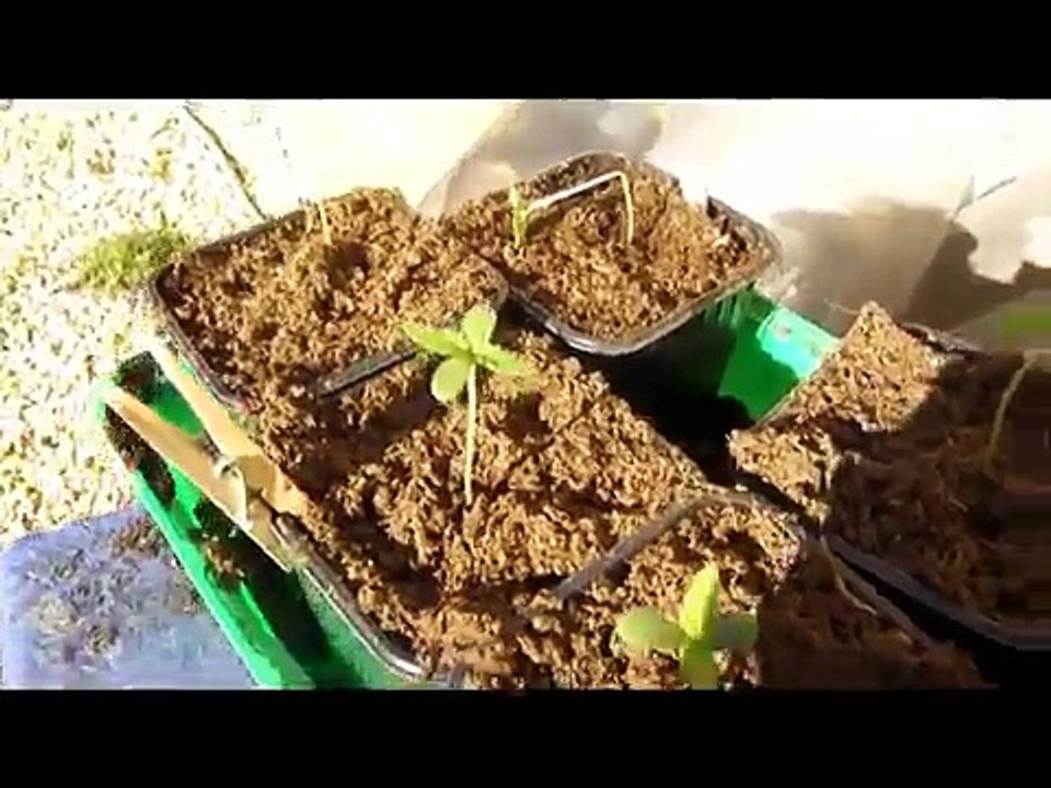 Fix Broken Stem of a Cannabis Seedling