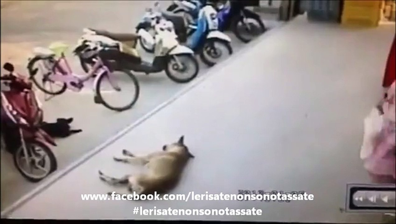 Non svegliare mai il cane che dorme...