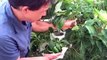 Easy Vertical Hydroponics Tower Garden - Even Beginners Can Grow Food