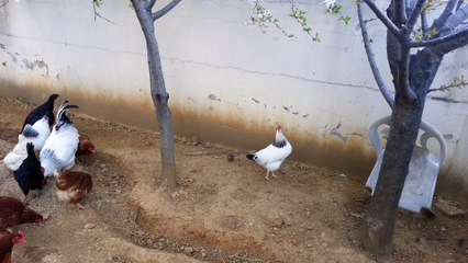 Organik doğal bahçe yumurtası