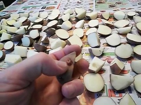 Growing Potatoes: Cutting seed potatoes