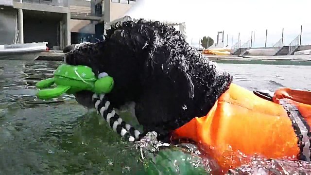 Terre Neuve 13 Chiens sauveteurs aquatiques